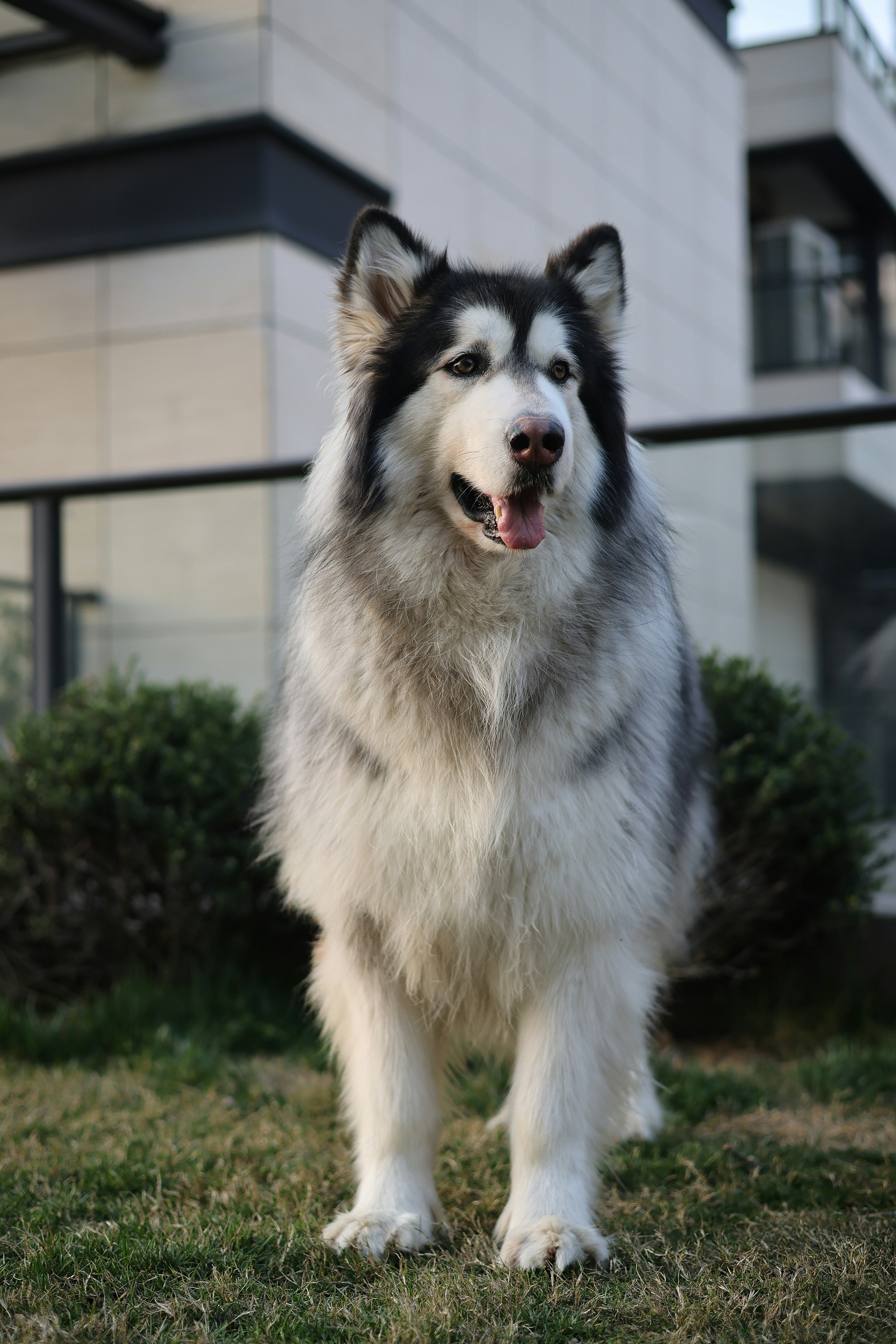 Large Dog