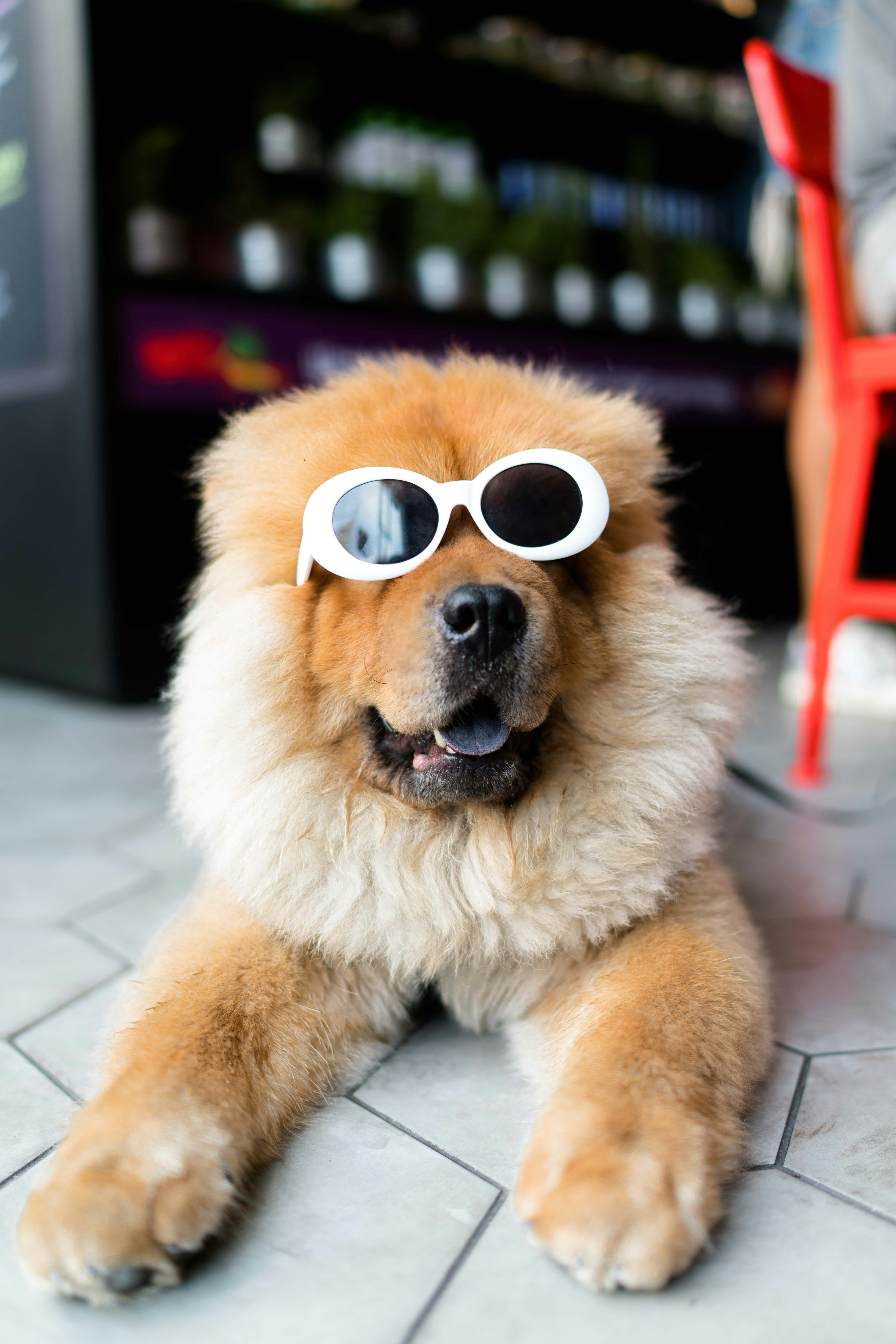 A dog with glasses on