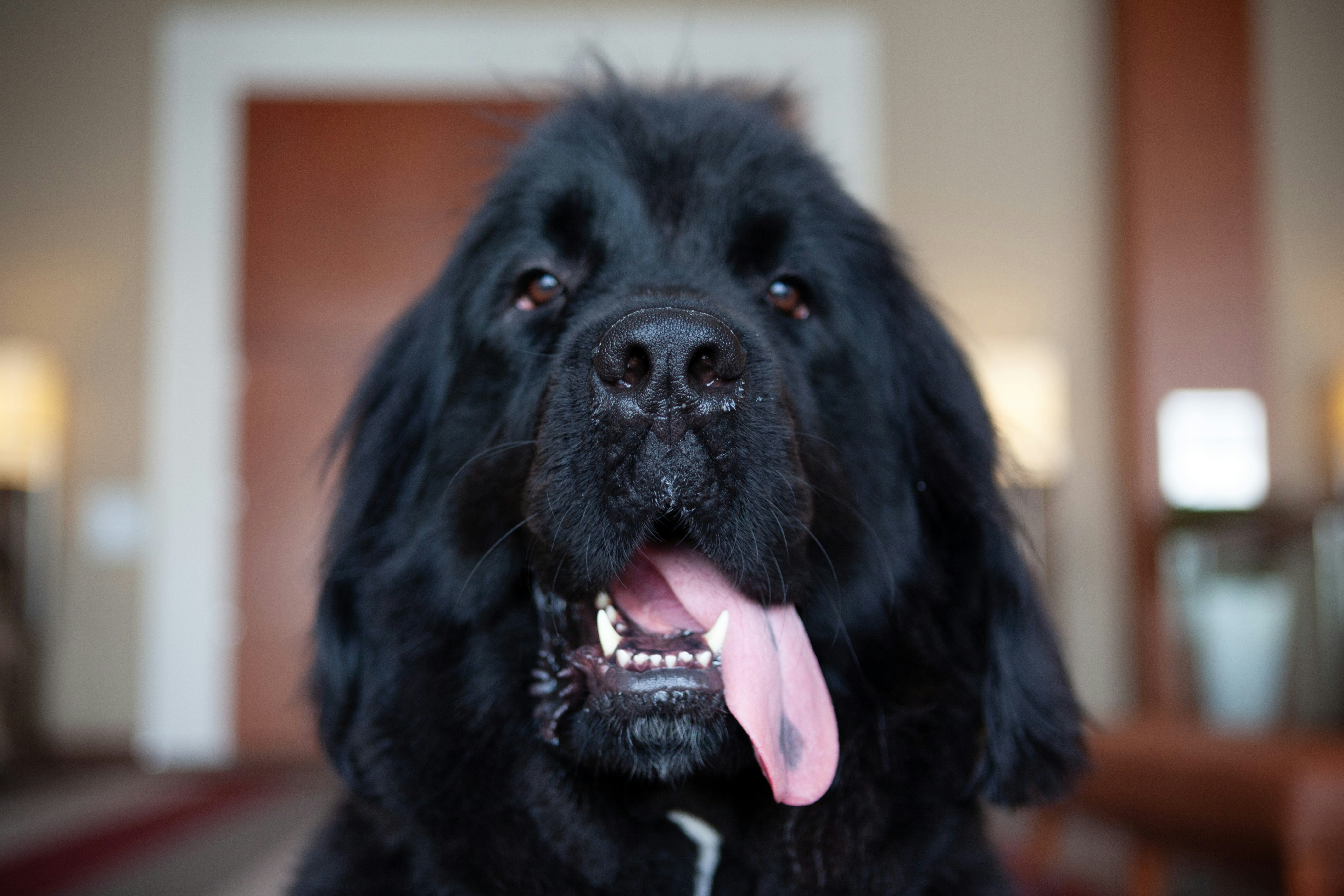 X-Large Dog